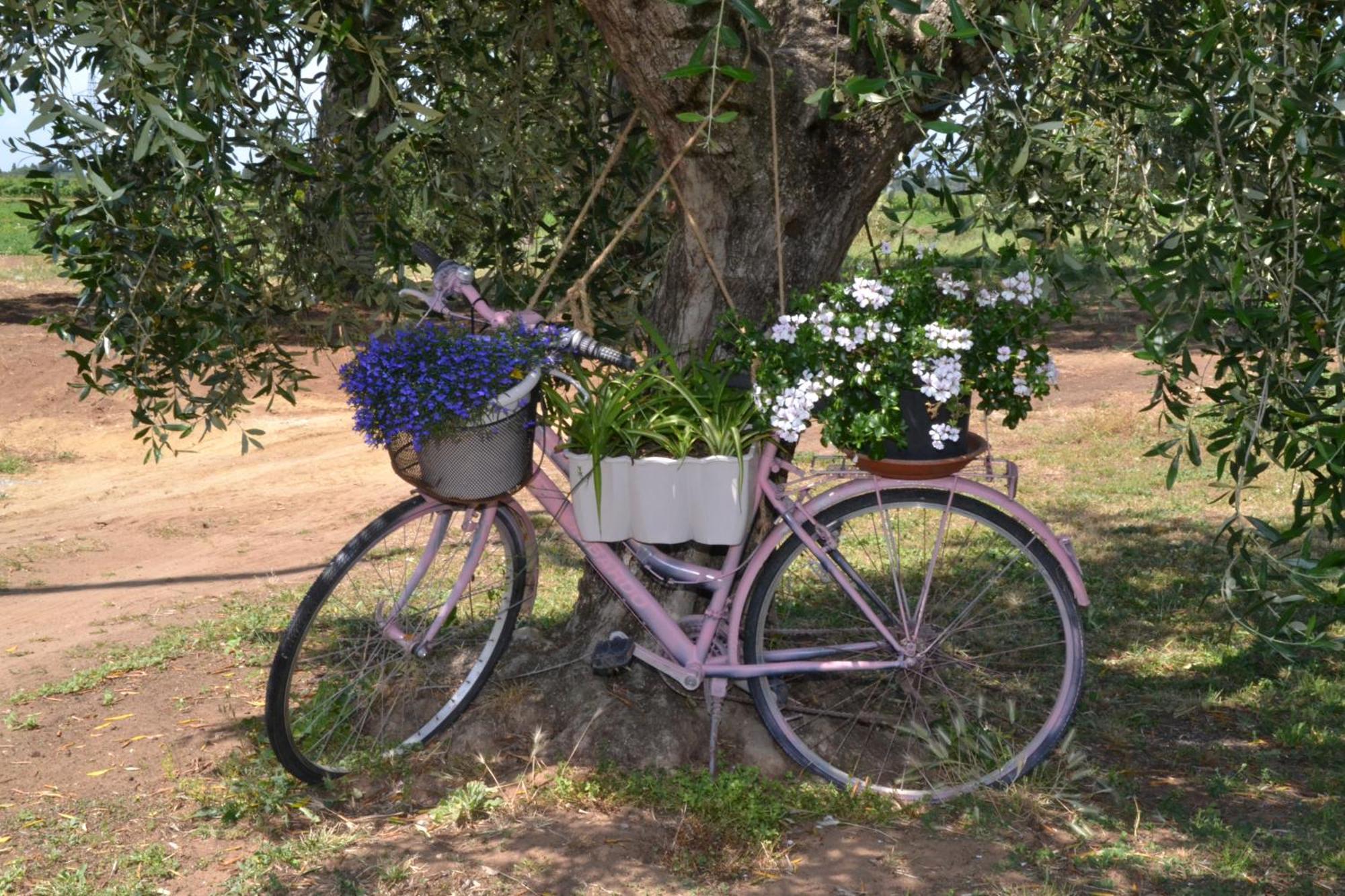 La Mimosa Hotel Bolgheri Exterior foto